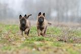 MALINOIS 885